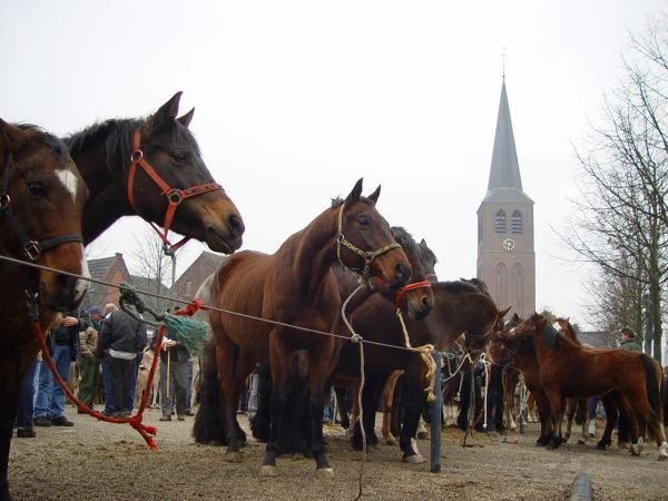 paardenmarkt200416.jpg