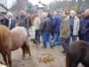 paardenmarkt200423_small.jpg