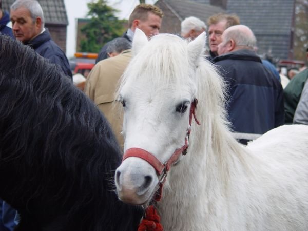 paardenmarkt200430.jpg
