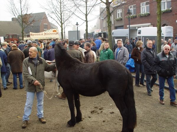paardenmarkt200513.jpg