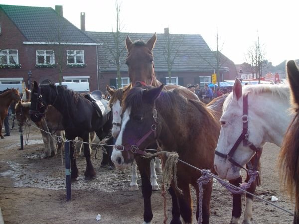 paardenmarkt200533.jpg