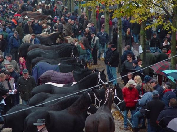 paardenmarkt200613.jpg