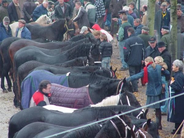 paardenmarkt200616.jpg