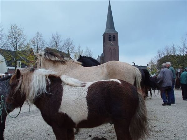 paardenmarkt200627.jpg