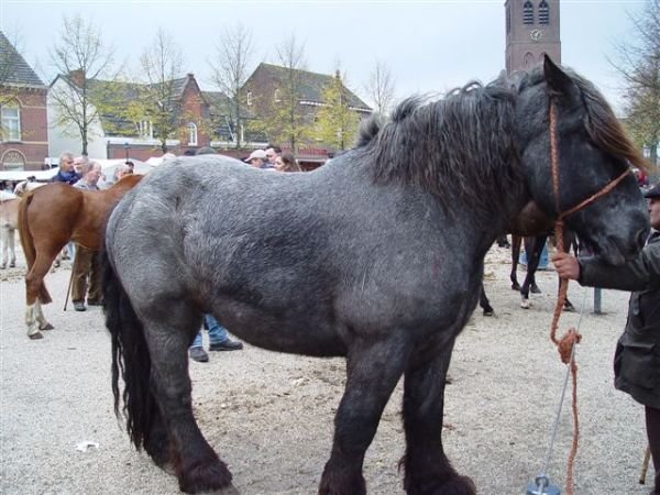 paardenmarkt200629.jpg