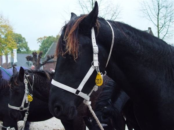 paardenmarkt200631.jpg