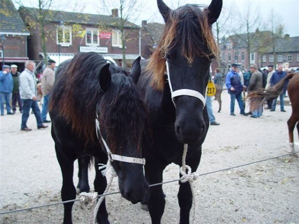 paardenmarkt200632.jpg