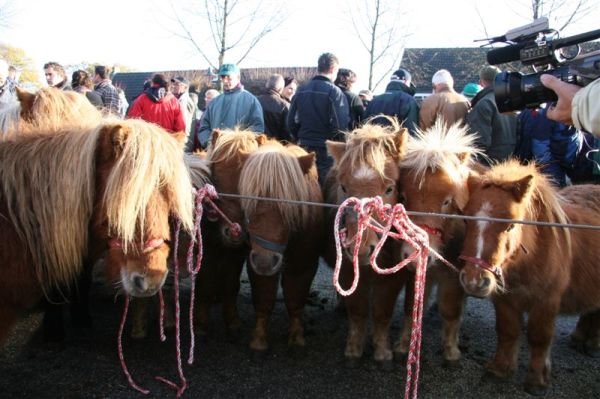 paardenmarkt20076.jpg