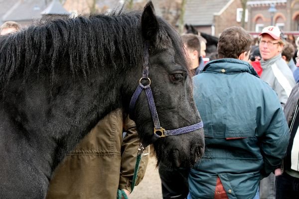 paardenmarkt39.jpg