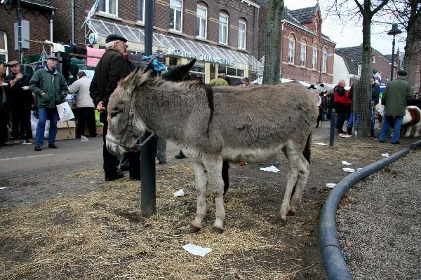 paardenmarkt40.jpg