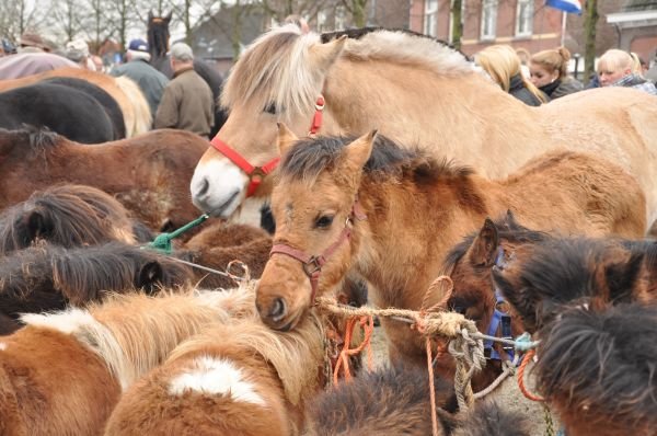 paardenmarktlottum29.jpg